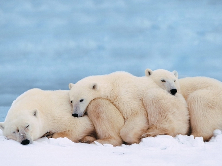 科学家称:全球气温变暖将可能导致北极熊溺死