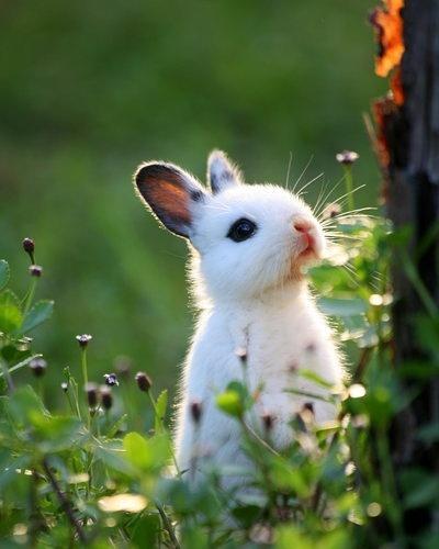 小兔子乖乖